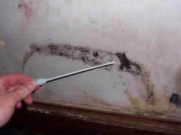 Mold Swab Test